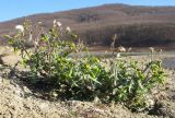 Senecio vulgaris. Отцветающее и плодоносящее растение на песчаном дне высохшего водоёма. Краснодарский край, Крымский р-н, Неберджаевское вдхр. 24.11.2013.