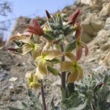 Matthiola odoratissima. Верхушка побега с соцветием. Краснодарский край, г. Новороссийск, обрывисто-осыпной береговой склон. 01.03.2014.