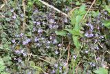 Glechoma hederacea. Заросли цветущих растений. Восточный Казахстан, Глубоковский р-н, окр. с. Тарханка, склон сопки. 02.05.2013.