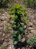 Euphorbia agraria