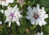 Catananche caerulea