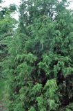 Juniperus communis. Часть кроны взрослого дерева. Псковское озеро, остров Верхний. 14.06.2014.