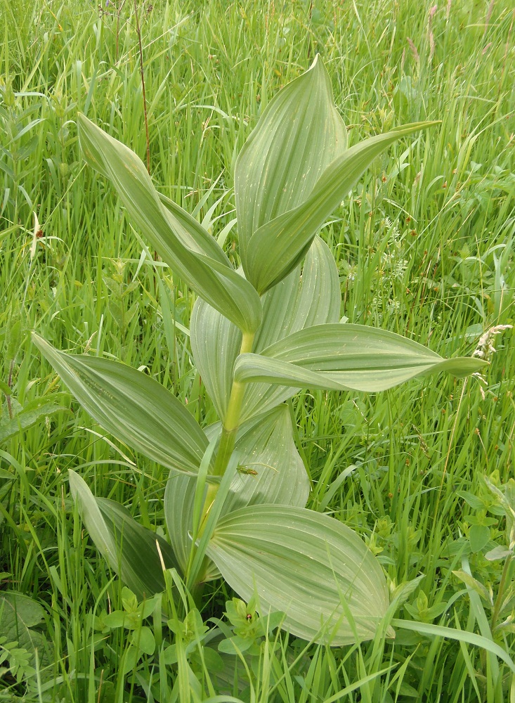 Изображение особи Veratrum lobelianum.