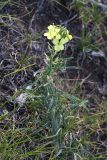 Erysimum flavum. Цветущее растение. Иркутская обл., Ольхонский р-н, побережье Малого моря (оз. Байкал), остепнённый склон на опушке леса. 11.07.2015.