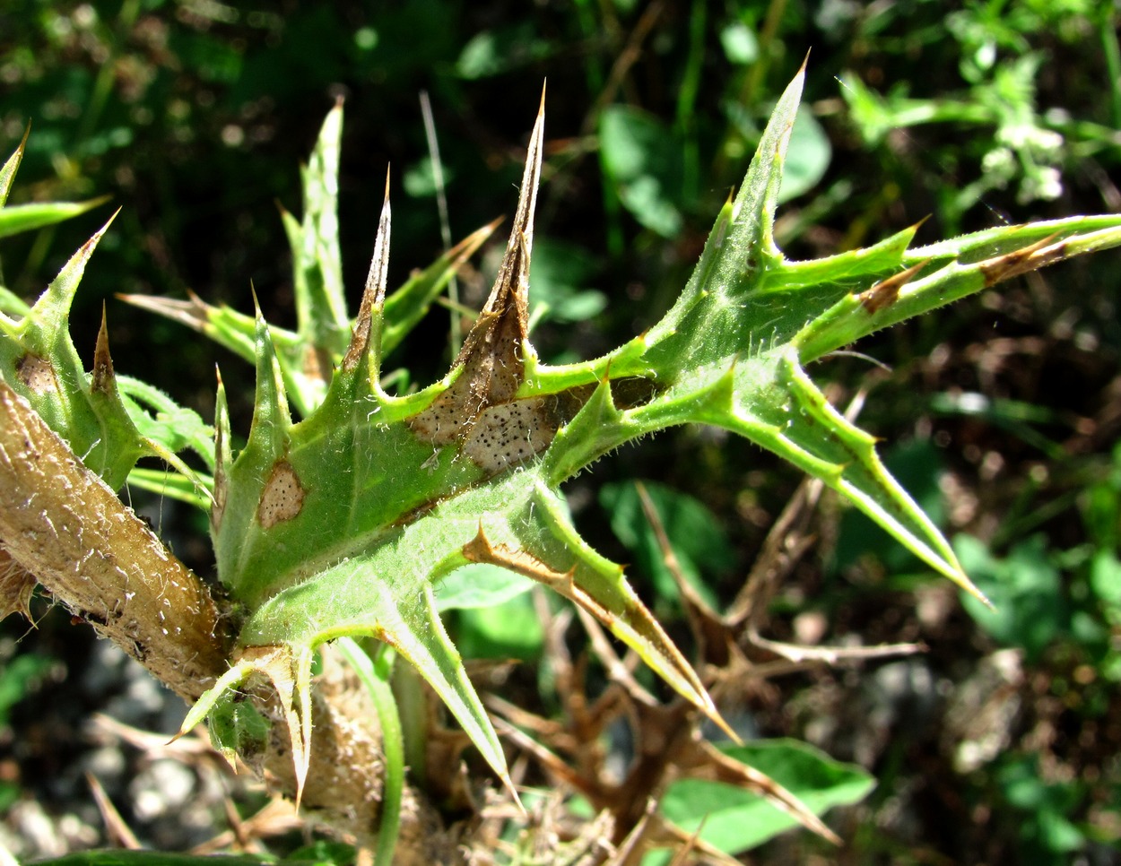 Изображение особи Carthamus lanatus.