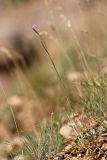 Dianthus karataviensis