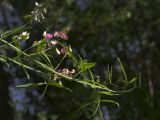 Lathyrus sylvestris. Верхушка цветущего растения. Респ. Чувашия, Мариинско-Посадский р-н, окр. дер. Шульгино, приречный ивняк. 14.07.2015.