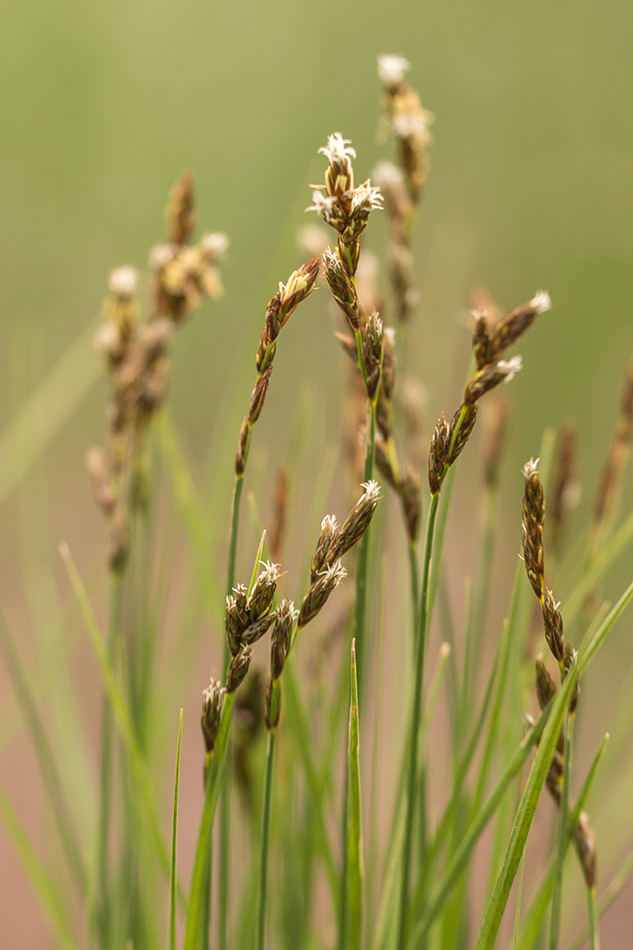 Изображение особи Carex praecox.