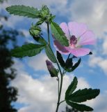 Althaea narbonensis. Верхушка цветущего растения. Крым, городской округ Феодосия, пгт Курортное, парк биостанции Карадагского заповедника. Июль 2016 г.