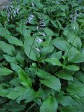 Hosta albomarginata