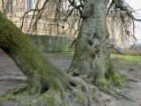 Fagus variety pendula