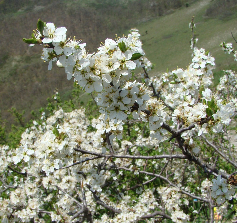 Изображение особи Prunus spinosa.