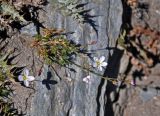 Eremogone griffithii. Цветущее растение. Таджикистан, Фанские горы, перевал Лаудан, ≈ 3600 м н.у.м., каменистый склон. 04.08.2017.