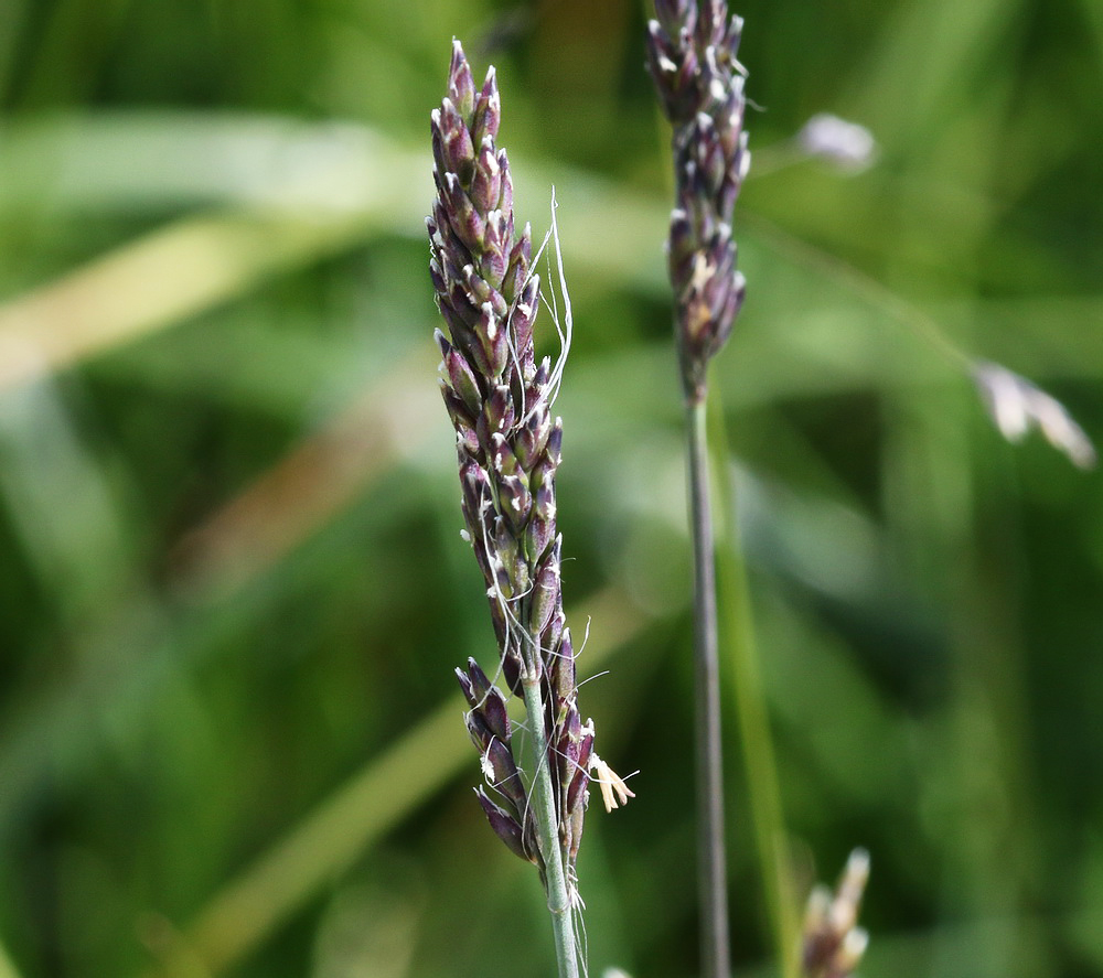 Image of Poa glauca specimen.