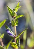 Scutellaria galericulata. Верхушка цветущего растения. Карелия, Заонежье, о. Сал, разнотравный прибрежный луг. 28.07.2017.