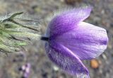 Pulsatilla multifida. Цветок, вид сбоку. Чукотка, Чаунский р-н, окр. пос. Комсомольский, щебнистая тундра. 10.06.2018.