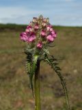 Pedicularis interioroides. Верхушка зацветающего растения. Магаданская обл., окр. г. Магадан, п-ов Старицкого, кустарничково-осоково-моховая тундра. 23.06.2012.