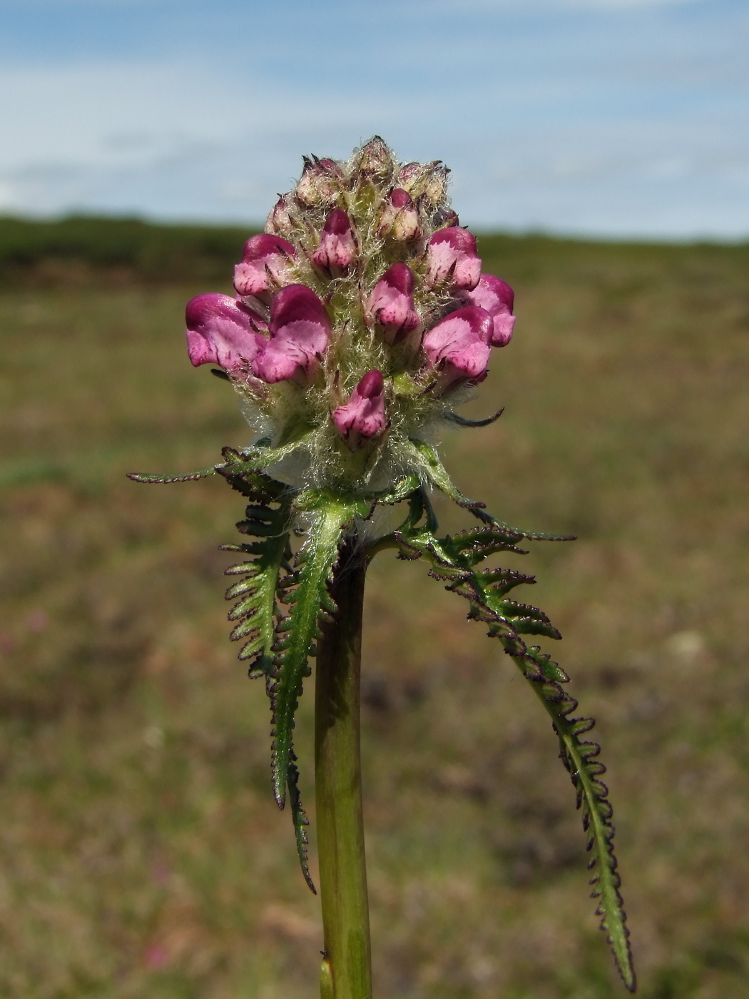 Изображение особи Pedicularis interioroides.