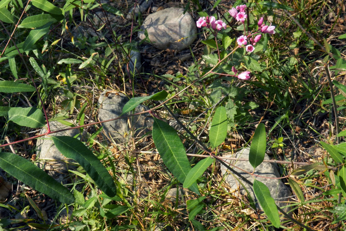 Изображение особи Trachomitum lancifolium.