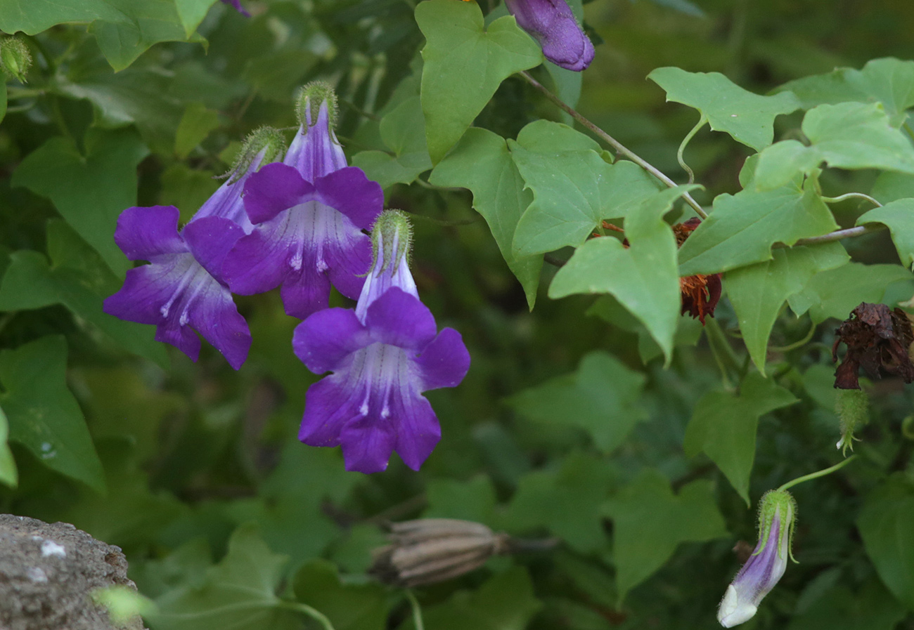 Изображение особи Maurandya scandens.