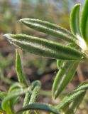 Helianthemum cretophilum