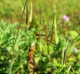 Erodium cicutarium