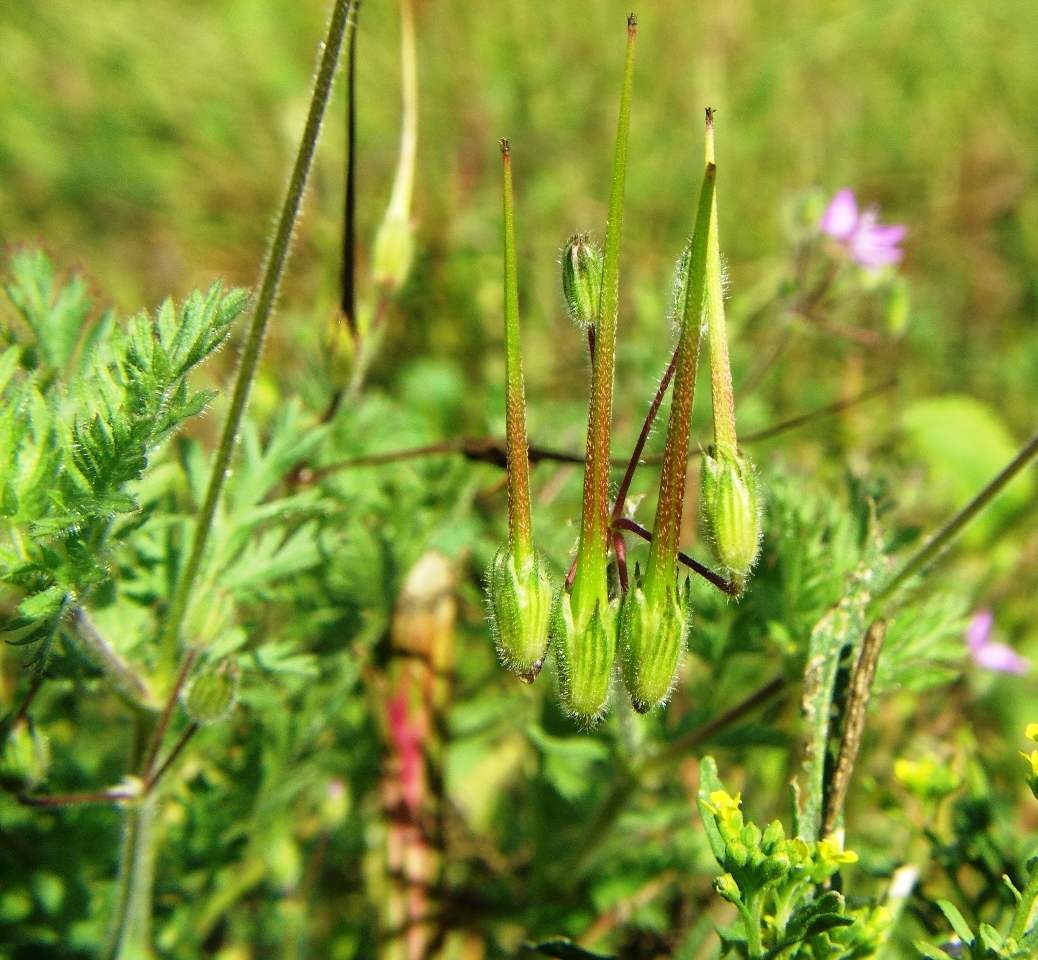 Image of Erodium cicutarium specimen.