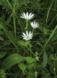 Stellaria bungeana. Верхушки побегов с цветками. Алтай, Онгудайский р-н, пер. Семинский, крупнотравный субальпийский луг среди кедрового редколесья. 11 июля 2019 г.