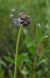 Allium caeruleum. Верхушка побега с луковичками, цветками и сидящими жуками. Челябинская обл., Кизильский р-н, окр. с. Богдановское, долина р. Урал, вытоптанная скотом каменистая степь. 14 июня 2019 г.