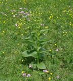 Veratrum lobelianum