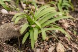 Galanthus woronowii. Плодоносящее растение. Абхазия, г. Новый Афон, гора Иверская, широколиственный лес. 07.03.2015.