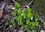 Oxalis acetosella