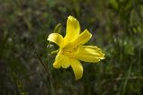 Hemerocallis minor