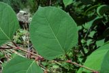 Reynoutria japonica. Часть побега (видна верхняя сторона листа). Республика Адыгея, г. Майкоп, южная окраина, берег р. Белая, под обрывом, с которого сваливают строительный мусор. 05.06.2021.