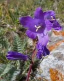 Campanula collina. Верхушка побега с соцветием. Кабардино-Балкария, Черекский р-н, Кабардино-Балкарский высокогорный заповедник, Мижиргийское ущелье, субнивальная зона ледника Мижирги-Чиран, ≈ 2500 м н.у.м., альпийский луг. 17.08.2021.