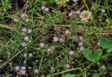 Spergularia rubra