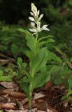 Cephalanthera caucasica. Цветущее растение. Дагестан, Табасаранский р-н, окр. с. Татиль, просвет в буковом лесу. 8 мая 2022 г.