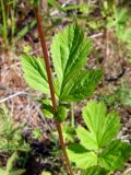 Geum aleppicum