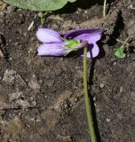 род Viola. Верхушка цветущего побега. Чечня, Шаройский р-н, долина р. Цесиахк, рядом с с. Цеси, опушка леса. 10 августа 2023 г.