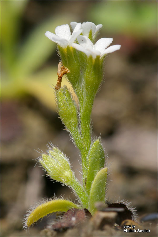 Изображение особи Myosotis litoralis.