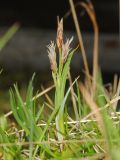 Carex rariflora