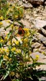 Solidago virgaurea ssp. caucasica