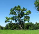 Quercus robur. Старый дуб у Большого Гатчинского дворца. Ленинградская обл., г. Гатчина. 4 июля 2010 г.