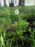 Anemone sylvestris