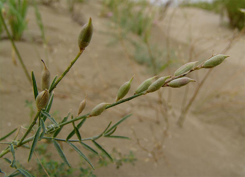 Изображение особи Astragalus varius.