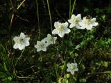 Parnassia palustris. Цветки, б.ч. аномальные 6-лепестковые. Архангельская обл., Вельский р-н, луг вблизи лесной дороги. 15.08.2012.