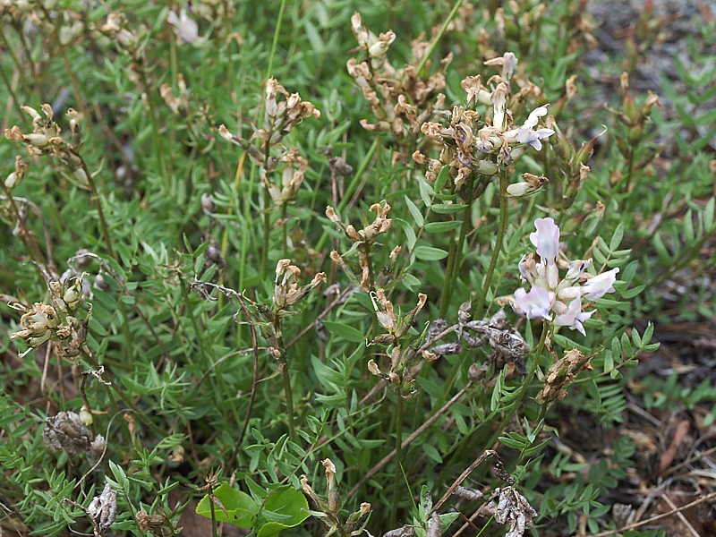 Изображение особи Oxytropis sordida.