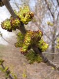 Fraxinus pennsylvanica