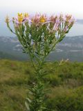 Galatella dracunculoides