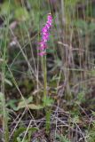 Spiranthes australis. Цветущее растение. Республика Бурятия, Баунтовский эвенкийский р-н, окр. пос. Северный, долина р. Има, сырой луг. 07.08.2013.